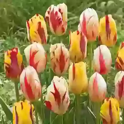 Rembrant Tulips